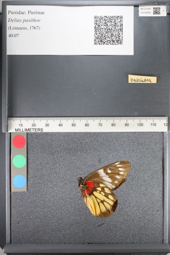 Media type: image;   Entomology 130291